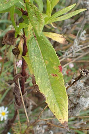 Guizotia abyssinica / Niger, Gingelli, D Mosbach-Eisenbusch 8.9.2015