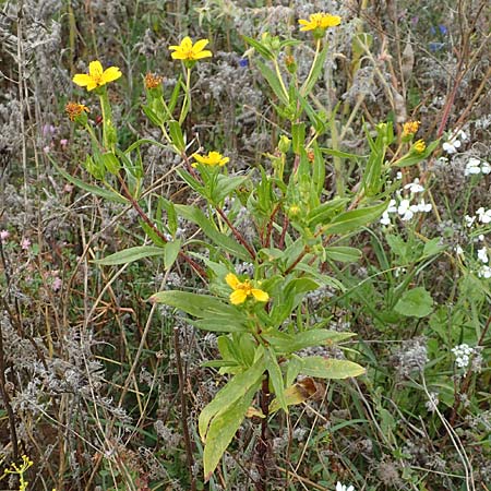 Guizotia abyssinica \ Ramtillkraut, Nigersaat / Niger, Gingelli, D Mosbach-Eisenbusch 8.9.2015