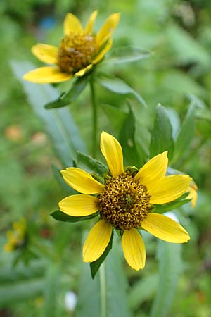 Bidens cernua \ Nickender Zweizahn / Nodding Bur-Marigold, D Karlsruhe 3.10.2015