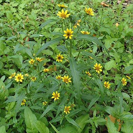 Bidens cernua \ Nickender Zweizahn / Nodding Bur-Marigold, D Karlsruhe 3.10.2015