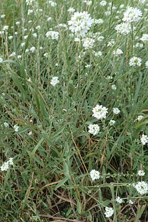 Berteroa incana / Hoary Alyssum, D Mömlingen 10.9.2016