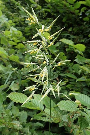 Bromus inermis / Hungarian Brome, D Odenwald, Reichelsheim 16.6.2017