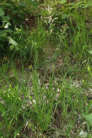 Bromus inermis / Hungarian Brome, D Beuron 26.6.2018