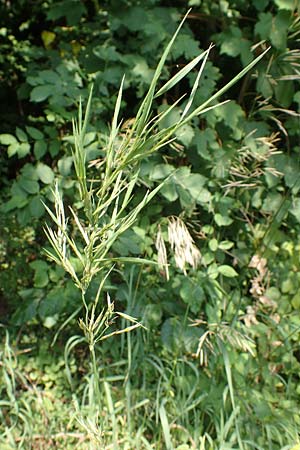 Bromus inermis \ Grannenlose Trespe / Hungarian Brome, D Philippsburg 7.7.2018