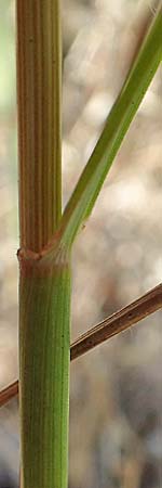 Festuca arundinacea \ Rohr-Schwingel / Tall Fescue, D Germersheim 4.6.2019