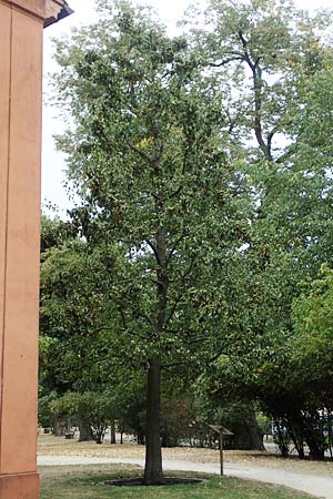 Pyrus communis \ Kultur-Birne, D Brandenburg, Ribbeck 24.9.2020