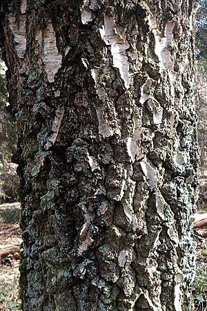 Betula pendula \ Gewhnliche Birke, Hnge-Birke / Silver Birch, D Bad Dürkheim 25.2.2021