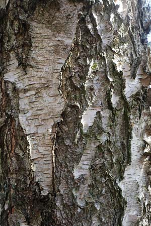 Betula pendula \ Gewhnliche Birke, Hnge-Birke, D Bad Dürkheim 25.2.2021