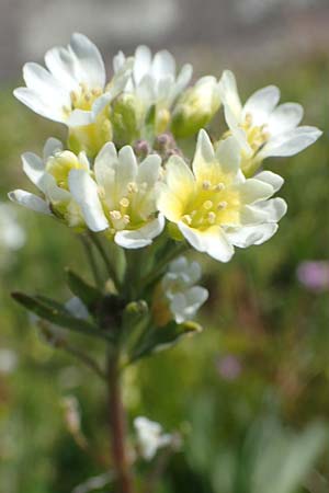 Berteroa incana / Hoary Alyssum, D Kehl 17.4.2021