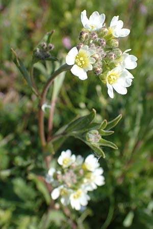 Berteroa incana \ Graukresse / Hoary Alyssum, D Kehl 17.4.2021