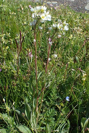 Berteroa incana \ Graukresse / Hoary Alyssum, D Kehl 17.4.2021