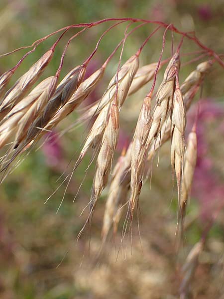 Bromus japonicus \ Japanische Trespe / Japanese Brome, D Grünstadt-Asselheim 16.6.2018