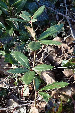 Berberis julianae, Großblättrige Berberitze, Julianes Berberitze