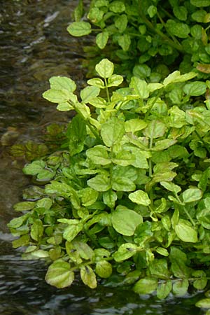 Nasturtium officinale \ Echte Brunnenkresse / Water Cress, D Almequellen bei/near Brilon 15.6.2019