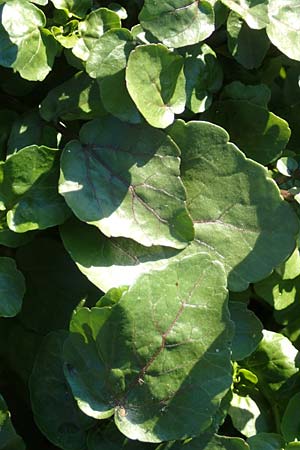 Nasturtium officinale \ Echte Brunnenkresse, D Sachsen, Rathen an der Elbe 2.11.2015