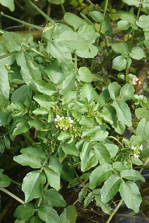 Nasturtium officinale \ Echte Brunnenkresse, D Großwallstadt am Main 25.6.2016