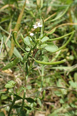 Nasturtium officinale \ Echte Brunnenkresse / Water Cress, D Hegne 6.6.2018