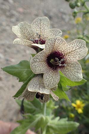 Hyoscyamus niger / Henbane, D Mannheim 10.5.2020