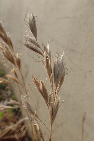 Bromus lanceolatus \ Spreizende Trespe / Mediterranean Brome, D Stuttgart 6.6.2018