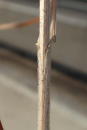 Bromus lanceolatus \ Spreizende Trespe / Mediterranean Brome, D Stuttgart 6.6.2018