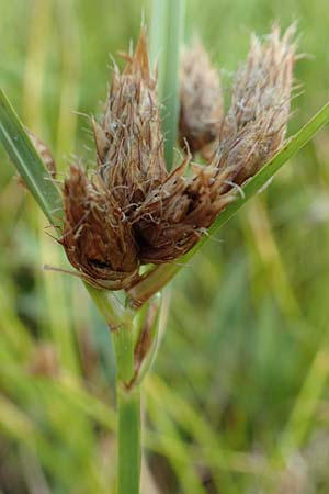 Bolboschoenus laticarpus / Broadseed Club-Rush, D Neulußheim 7.7.2018