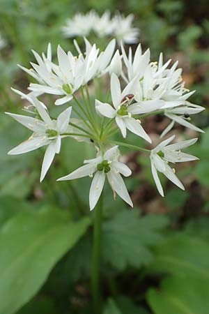 Allium ursinum \ Br-Lauch / Ramsons, D Leverkusen 24.4.2019