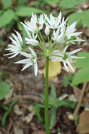 Allium ursinum \ Br-Lauch, D Leverkusen 24.4.2019