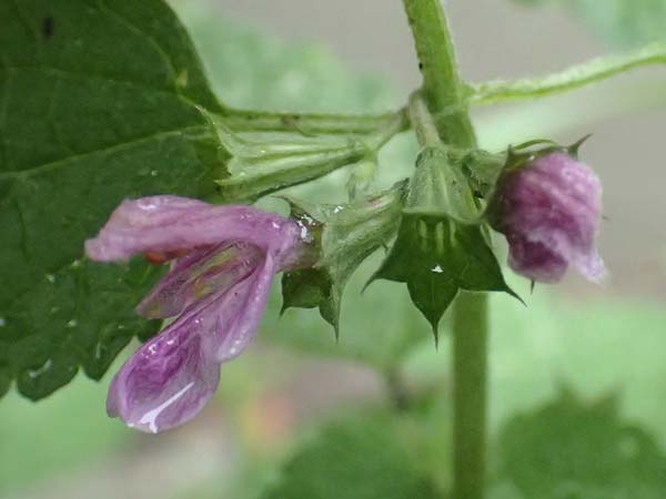 Ballota nigra subsp. meridionalis / Black Ballota, D Mannheim 18.9.2016