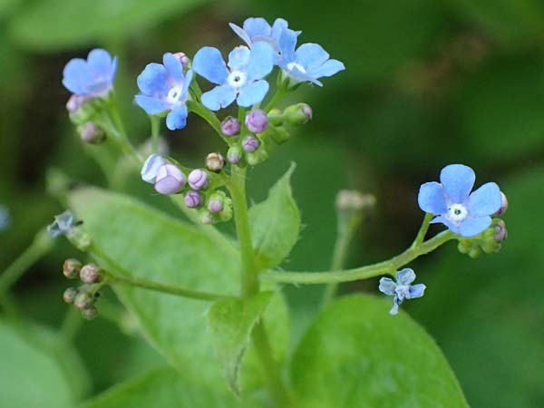 Brunnera macrophylla \ Groblttriges Kaukasus-Vergissmeinnicht / Siberian Bugloss, False Forget-me-not, D Pforzheim 29.4.2017