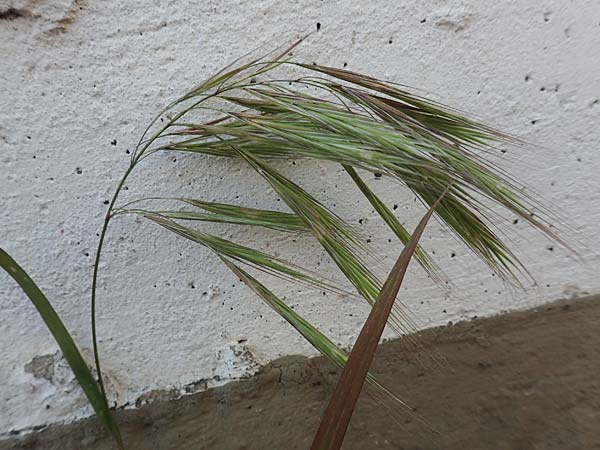 Bromus madritensis \ Mittelmeer-Trespe / Compact Brome, D Assmannshausen 9.5.2018