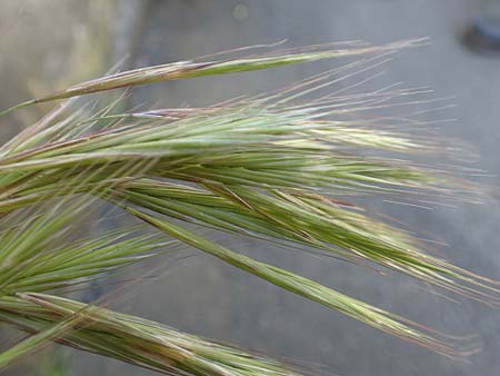 Bromus madritensis \ Mittelmeer-Trespe / Compact Brome, D Assmannshausen 9.5.2018