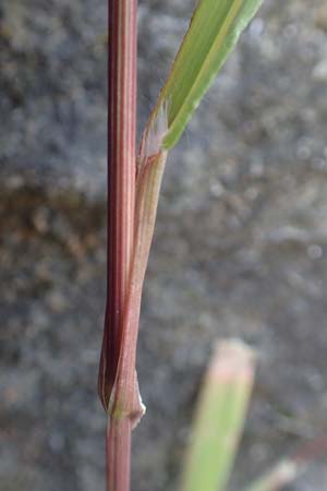 Bromus madritensis \ Mittelmeer-Trespe, D Assmannshausen 9.5.2018