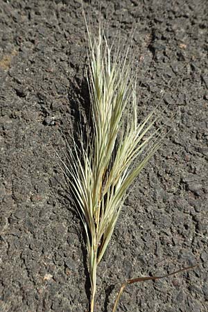 Bromus madritensis \ Mittelmeer-Trespe, D Assmannshausen 9.5.2018