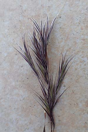 Bromus madritensis \ Mittelmeer-Trespe / Compact Brome, D Assmannshausen 9.5.2018