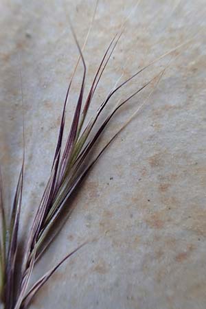 Bromus madritensis \ Mittelmeer-Trespe / Compact Brome, D Assmannshausen 9.5.2018