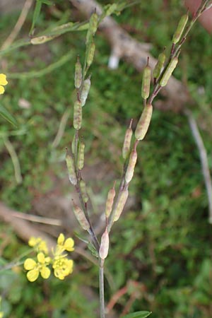 Brassica nigra \ Schwarzer Senf / Black Mustard, D Mannheim 5.10.2015