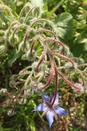 Borago officinalis \ Boretsch, D Pfalz, Speyer 19.10.2018