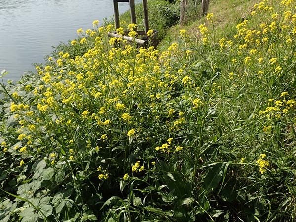 Bunias orientalis \ Orientalisches Zackenschtchen / Warty Cabbage, D Duisburg 23.5.2019