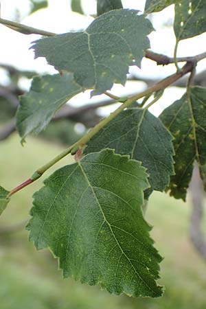 Betula pubescens \ Moor-Birke, Flaum-Birke, D Schwarzwald, Unterstmatt 4.8.2016