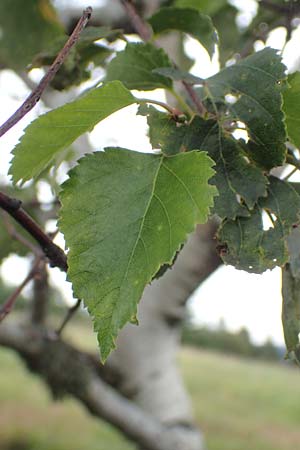 Betula pubescens \ Moor-Birke, Flaum-Birke / Downy Birch, D Schwarzwald/Black-Forest, Unterstmatt 4.8.2016