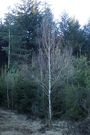 Betula pubescens \ Moor-Birke, Flaum-Birke, D Odenwald, Grasellenbach 24.2.2019