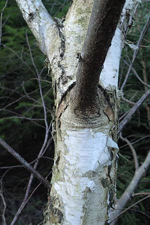 Betula pubescens \ Moor-Birke, Flaum-Birke, D Odenwald, Grasellenbach 24.2.2019