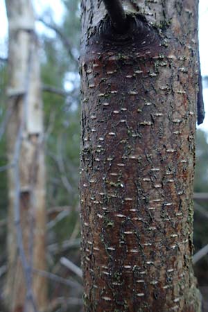 Betula pubescens \ Moor-Birke, Flaum-Birke, D Odenwald, Grasellenbach 24.2.2019