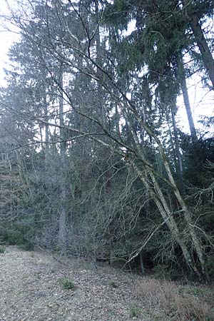 Betula pubescens \ Moor-Birke, Flaum-Birke, D Odenwald, Grasellenbach 24.2.2019