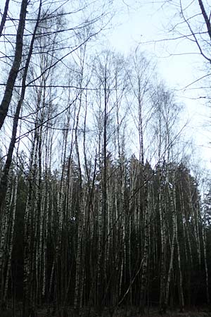 Betula pubescens \ Moor-Birke, Flaum-Birke / Downy Birch, D Odenwald, Grasellenbach 24.2.2019