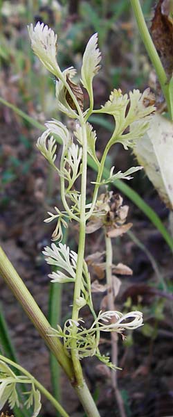 Coriandrum sativum \ Koriander / Coriander Seeds, Cilandro, D Mosbach 18.7.2015