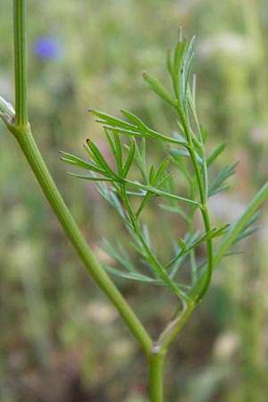 Coriandrum sativum / Coriander Seeds, Cilandro, D Mosbach 18.7.2015