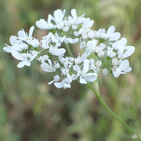 Coriandrum sativum \ Koriander / Coriander Seeds, Cilandro, D Mosbach 18.7.2015