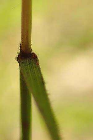 Brachypodium rupestre \ Felsen-Zwenke, D Etzen-Gesäß 3.9.2015