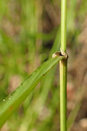 Brachypodium rupestre \ Felsen-Zwenke, D Etzen-Gesäß 3.9.2015